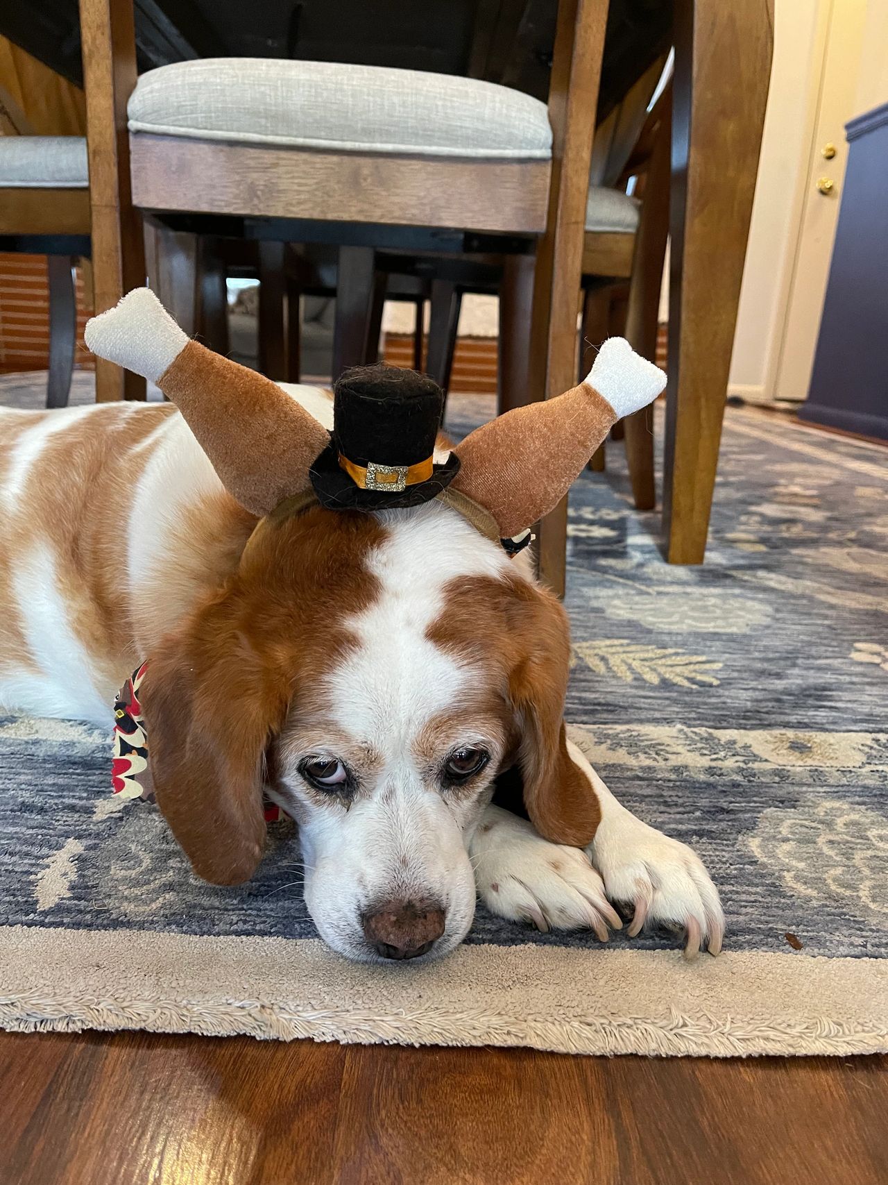 Old dog in turkey leg hat